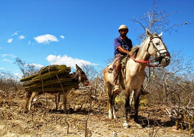 Blog do Gutemberg Sertão é a essência do Brasil