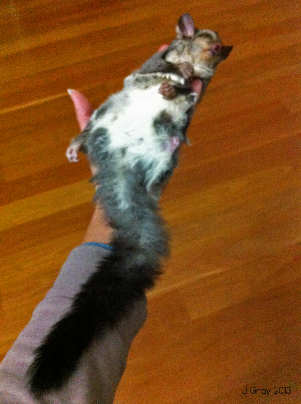 Glider's Untimely Death on a Barbed Wire Fence 23/06/13