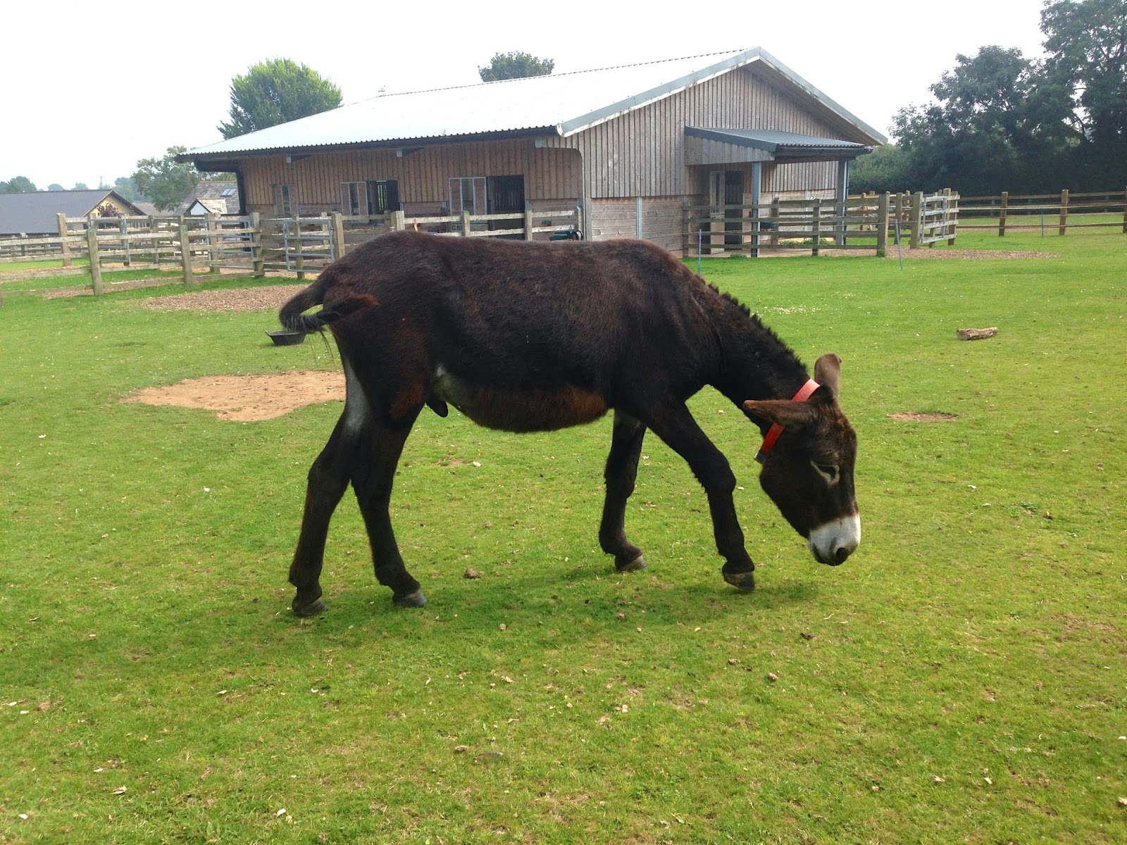 A visit to The Donkey Sanctuary in Devon This is Caz