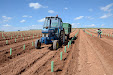 We will get Tempranillo wine in a few years. New planting vineyards / Tendremos vino tempranillo en unos años. Nueva plantación de viñedo