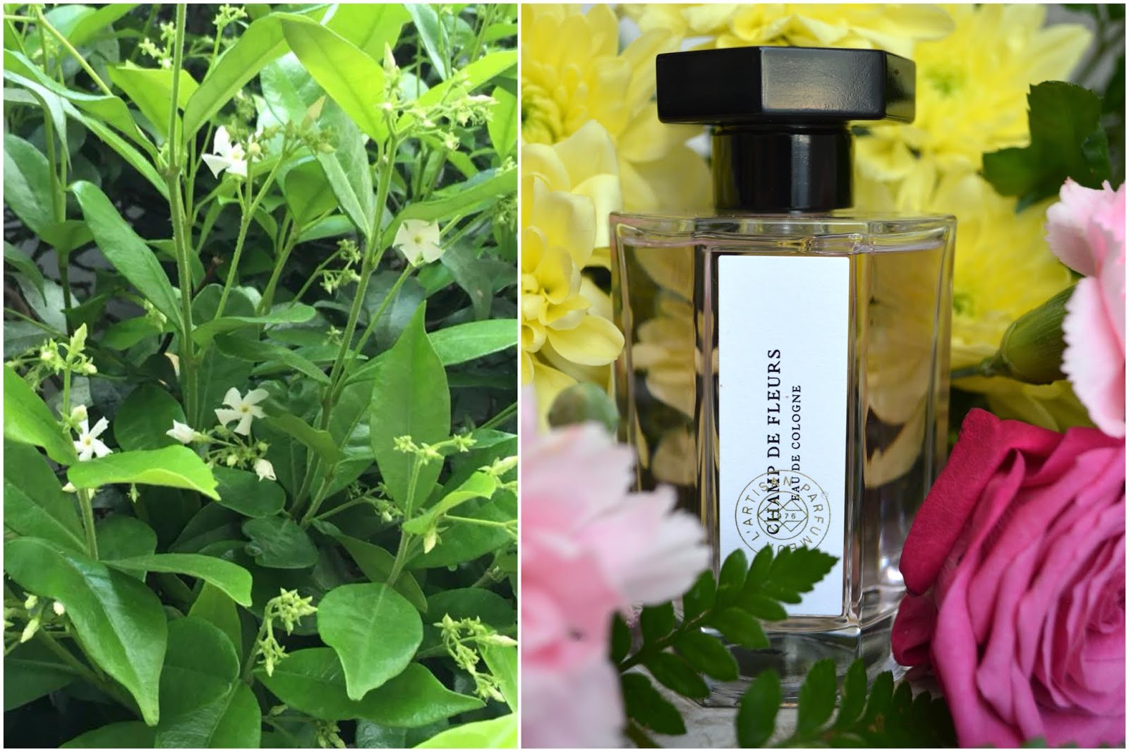 Petites Fleurs Sauvages Et Coquets Bouquets