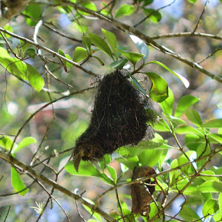 black bird nest costa rica