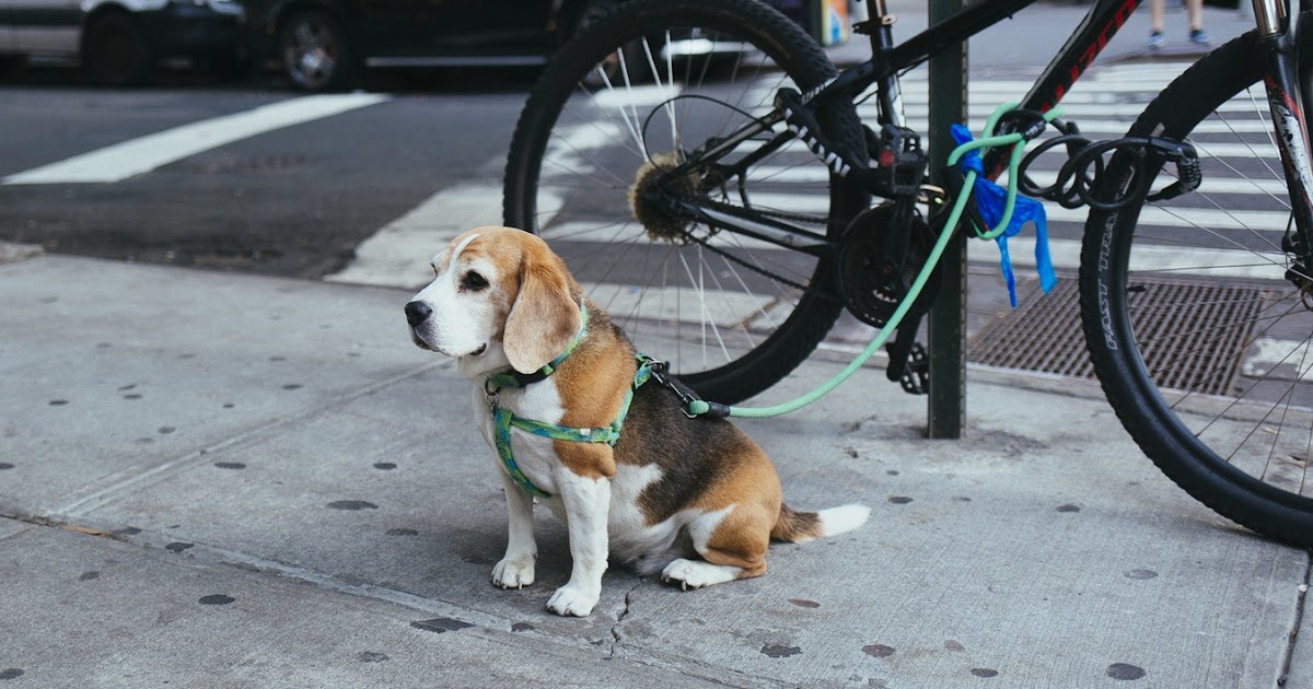 Dogs in Public Places 5 Reasons Your Pet Should Be on a Leash