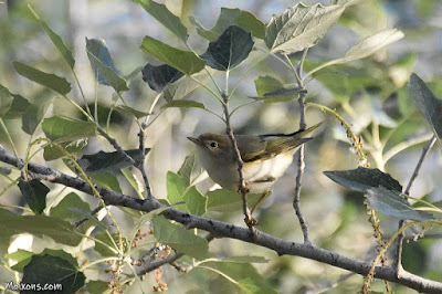 Mosquiter pàl·lid (Phylloscopus bonelli)