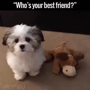 Funny animal gifs - part 207, cute animal gif, best gif of animals