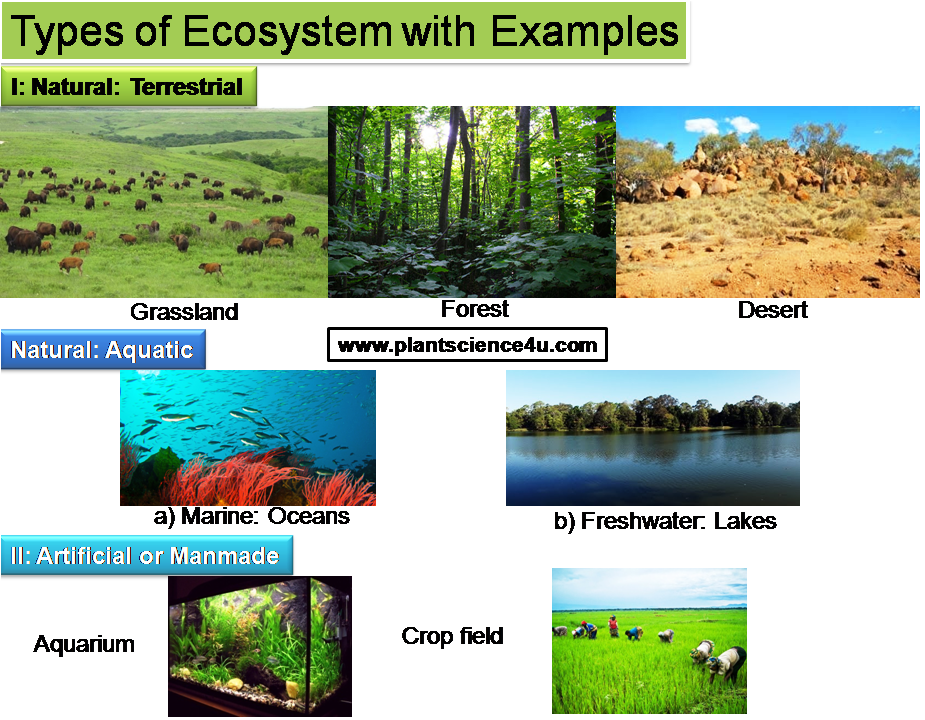 Examples Of Ecosystems