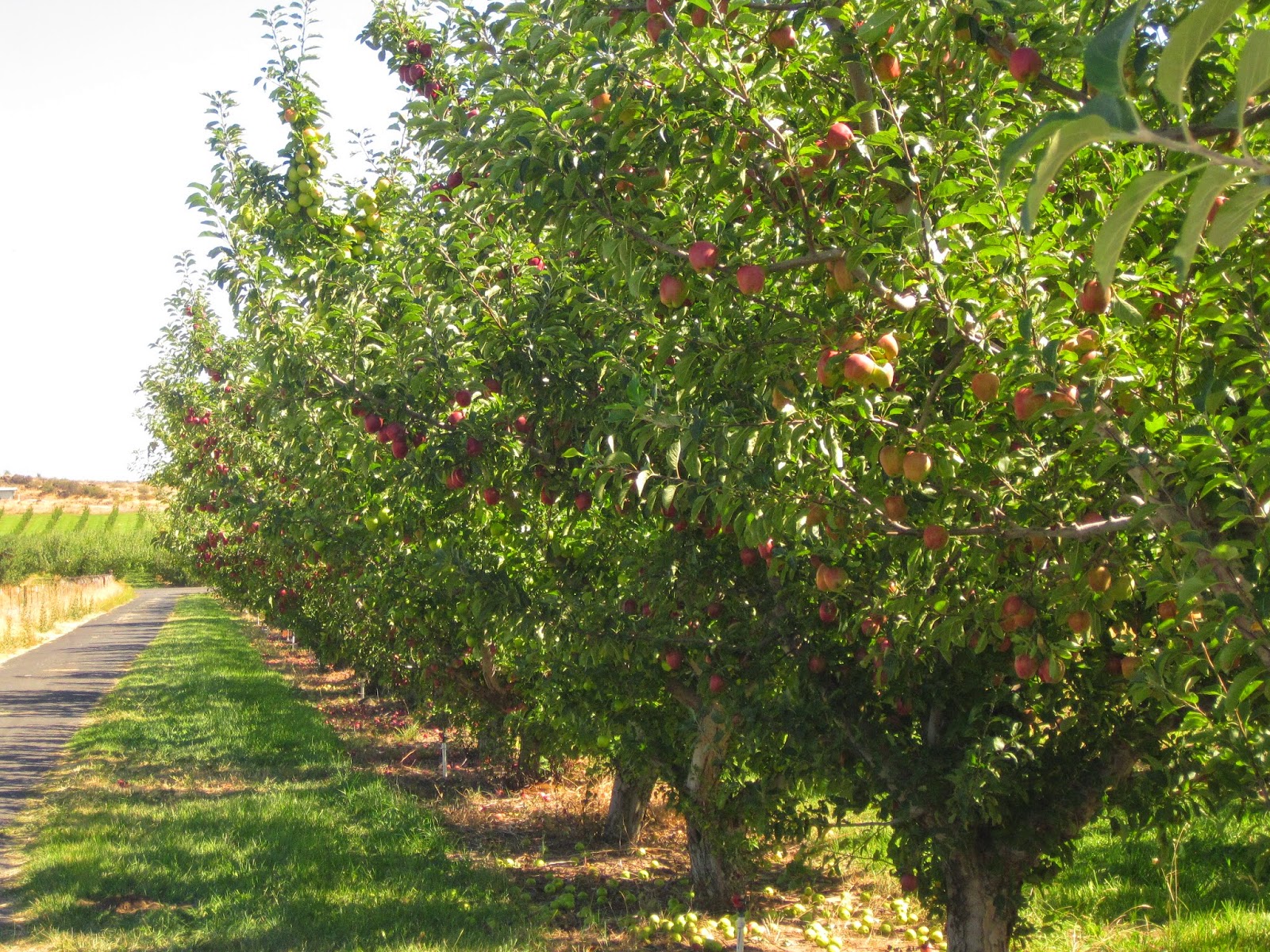 Road Ahead Jesse Tam Washington State Apple Harvest