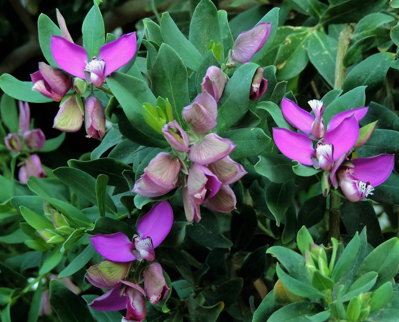 Dun Giljan's Blog Flowers from Malta part 3