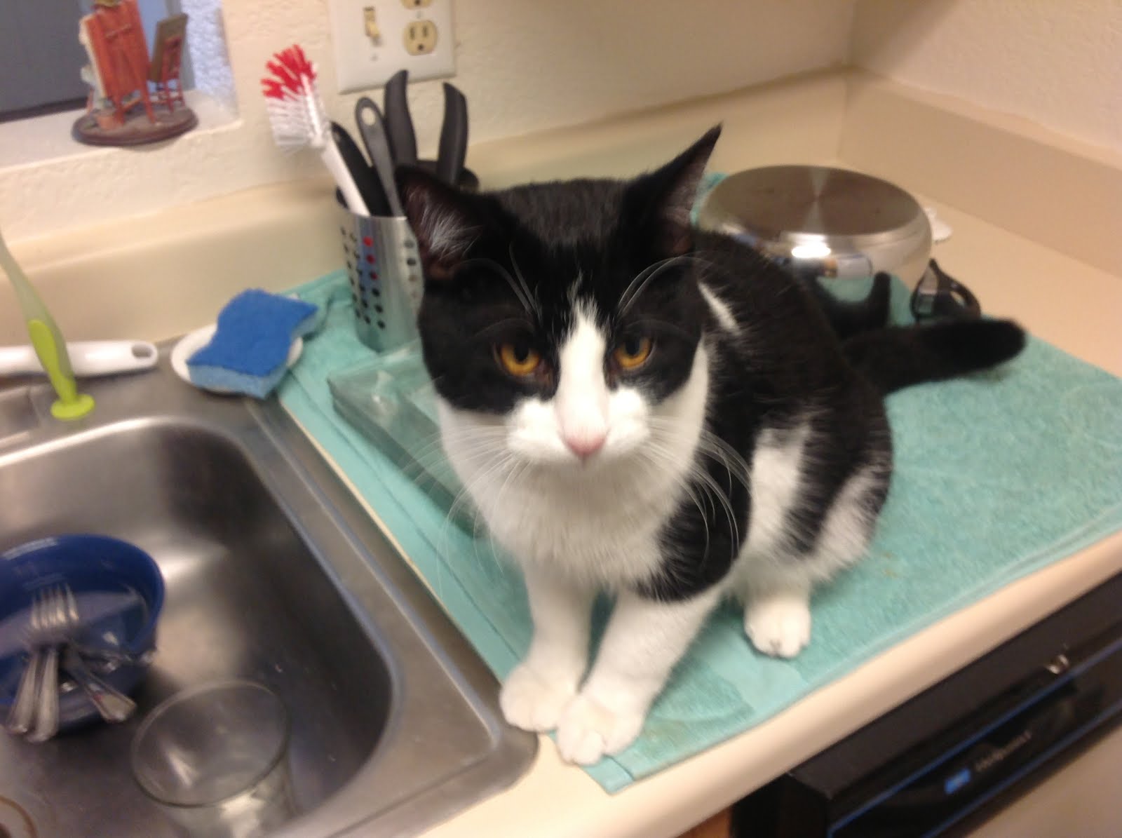 Friends for Life Animal Rescue Adoption Blog My best friend Jim!