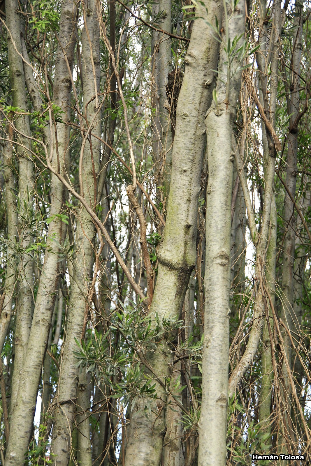 Flora Bonaerense: Aliso de río (Tessaria integrifolia)