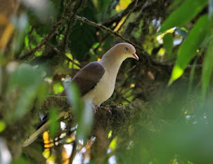 Mountain Imperial Pigeon