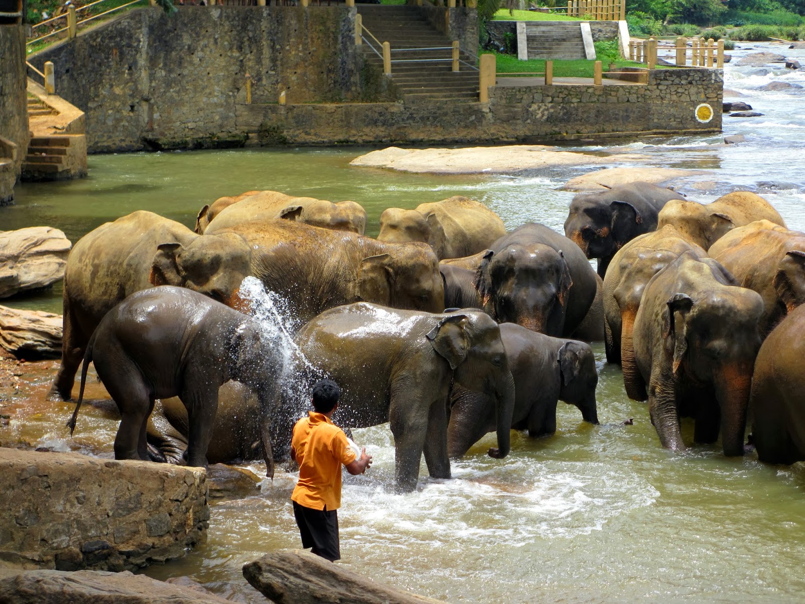 Пиннавела шри. Шри Ланка приют Пиннавела. Питомник Пиннавела Шри Ланка. Шри Ланка слоны Пинавелла. Слоновий питомник Шри Ланка.