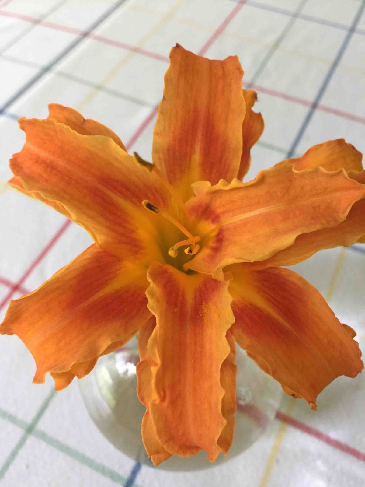 MARIETTE&rsquo;S BACK TO BASICS: Our 2016 Double Orange Daylily or Hemerocallis