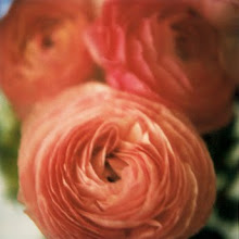 Ranunculus