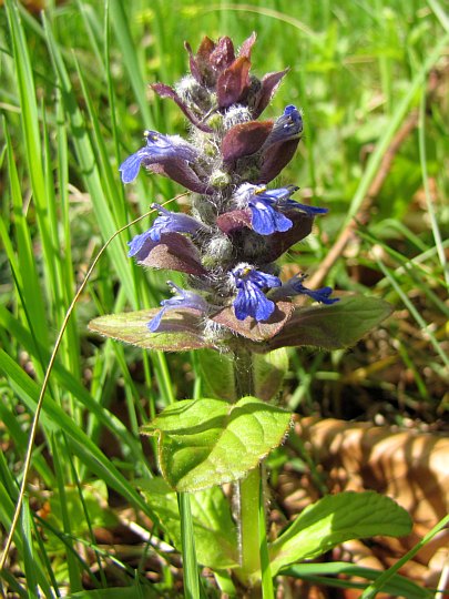 Dąbrówka rozłogowa (Ajuga reptans). Dąbrówka rozłogowa (Ajuga reptans).