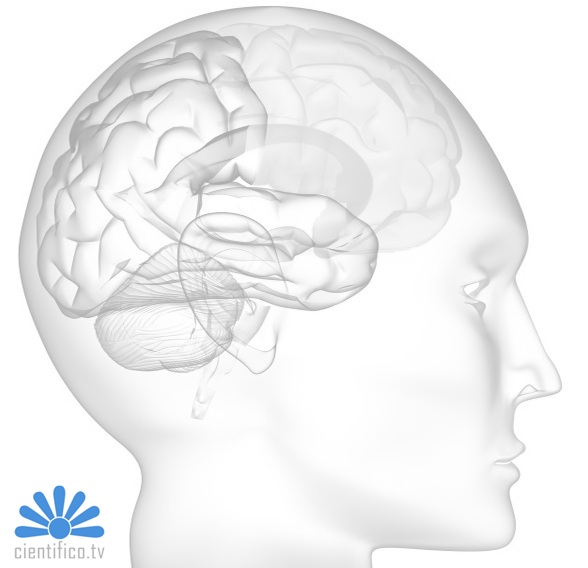 cerebro
