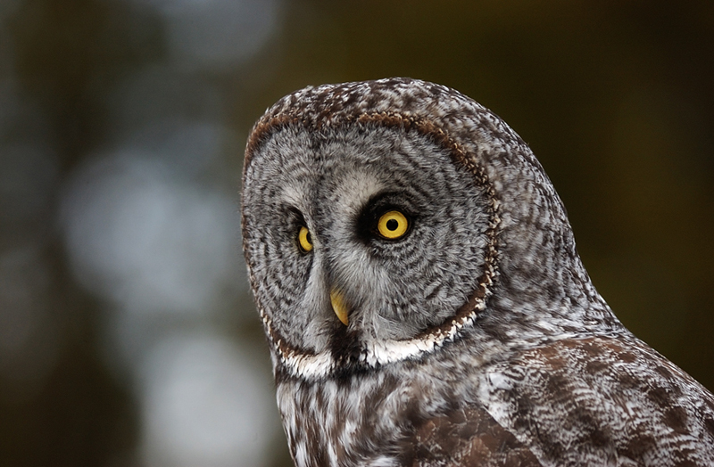 owls of alberta My HD Animals