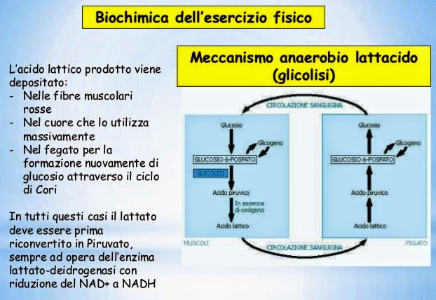 acido lattico scarica