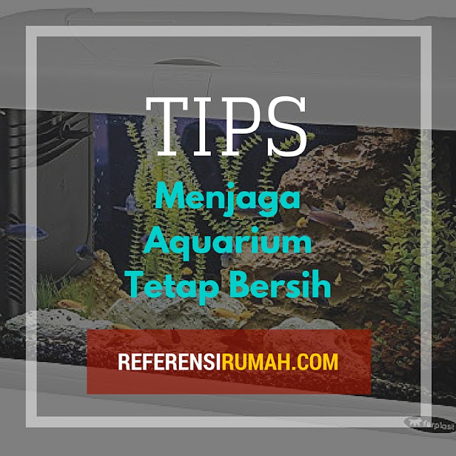 Jangan Ikannya Saja yang Dirawat, Tapi Aquariumnya Juga! Tips Ini akan Menjaga Aquarium Tetap Bersih
