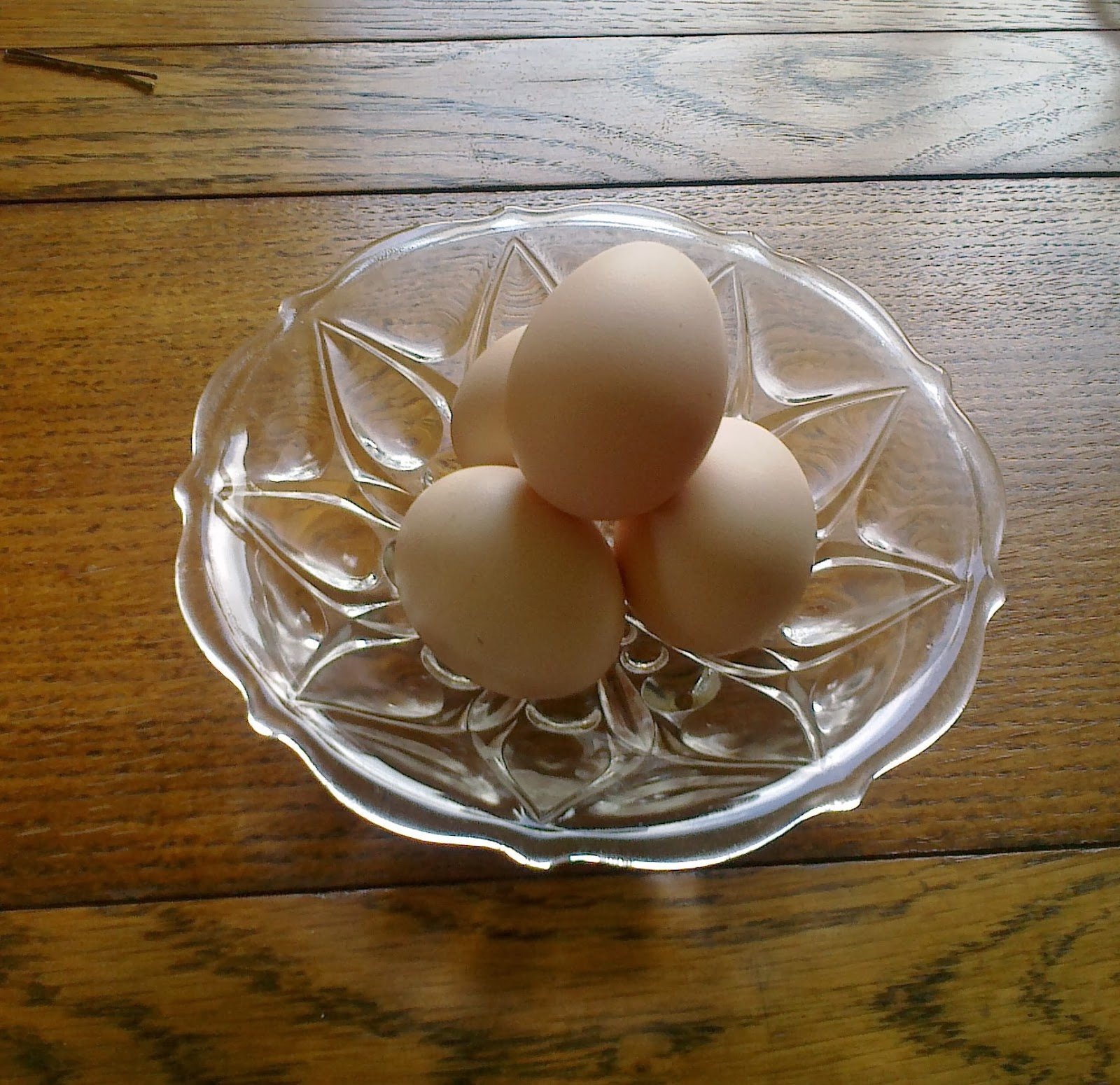 Fresh eggs laid by backyard chickens