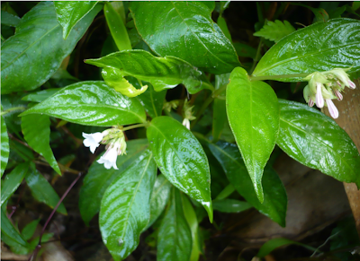 Ophiorrhiza barnesii, rare plant, western ghats plants, flora of western ghats, kallar valley, idukki district, rare plant rediscovery
