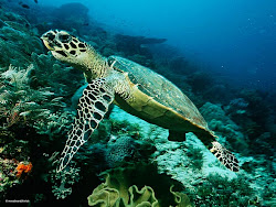 ocean sea animals marine hd wallpapers creatures animal colors backgrounds turtles turtle desktop deep funny background cool wildlife underwater wallpapersafari