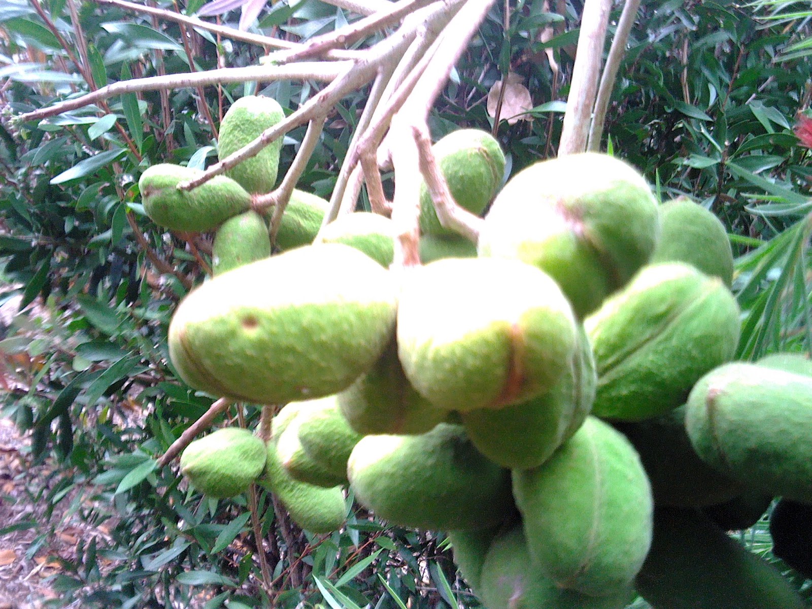 Botanist Backyard Peanuts grow on Trees