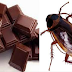 FDA confirma que foram encontrados restos de baratas e insetos dentro de chocolate