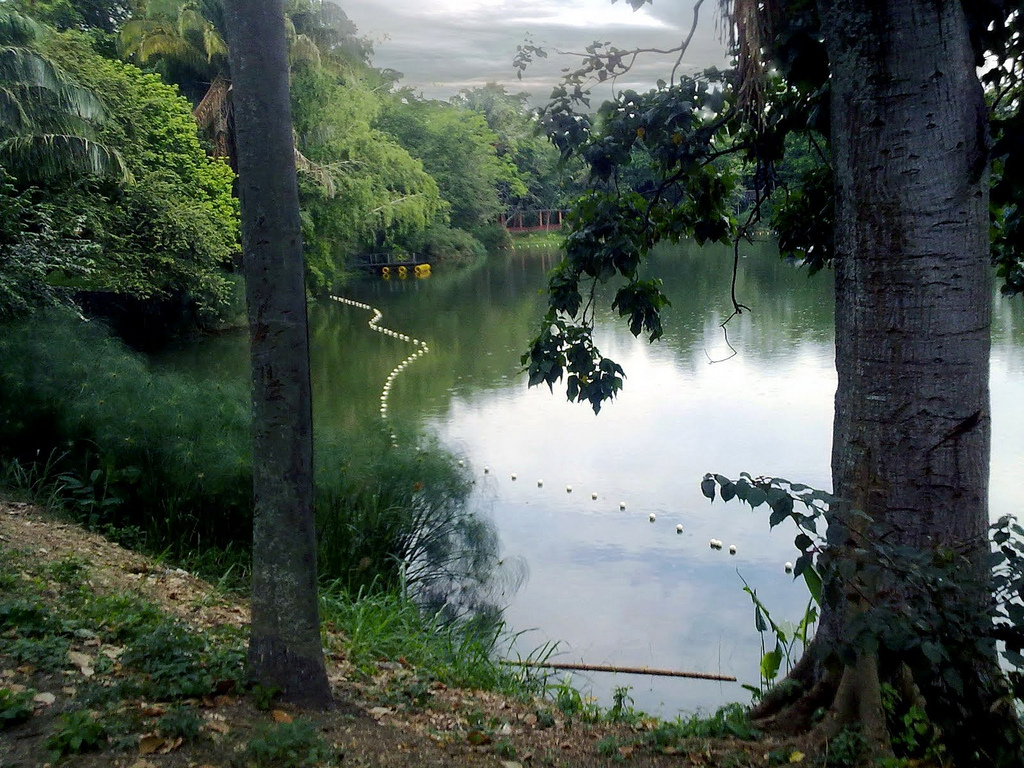 Foto vista como Arte Bosque Municipal Palmira