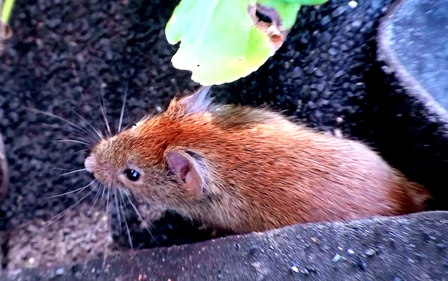 Tales From The Wilds A Shrew, a Vole and a Weasel Oh yes, and a