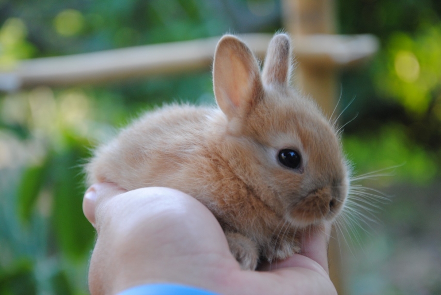 Animali in condominio i conigli possono ritenersi animali domestici?