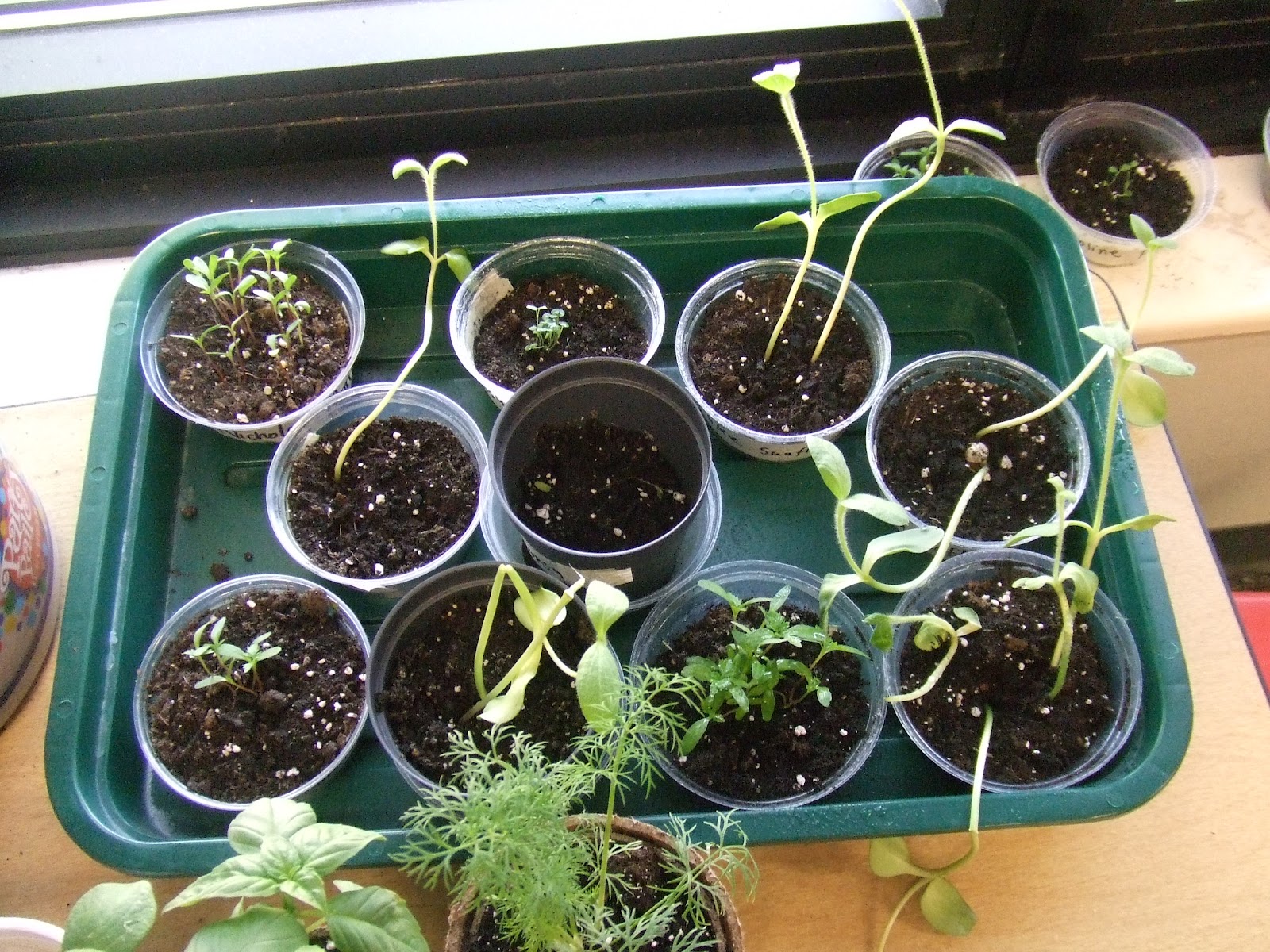 Cachey Mama�s World of Learning 10 Plant Activities for