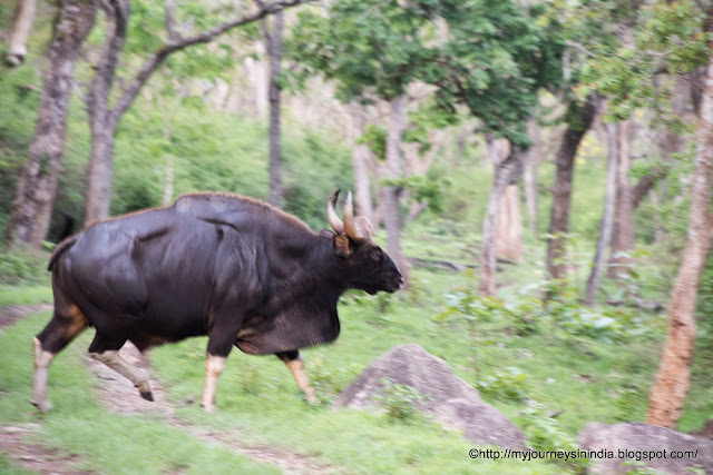 Indian Bison Bandipur Forest