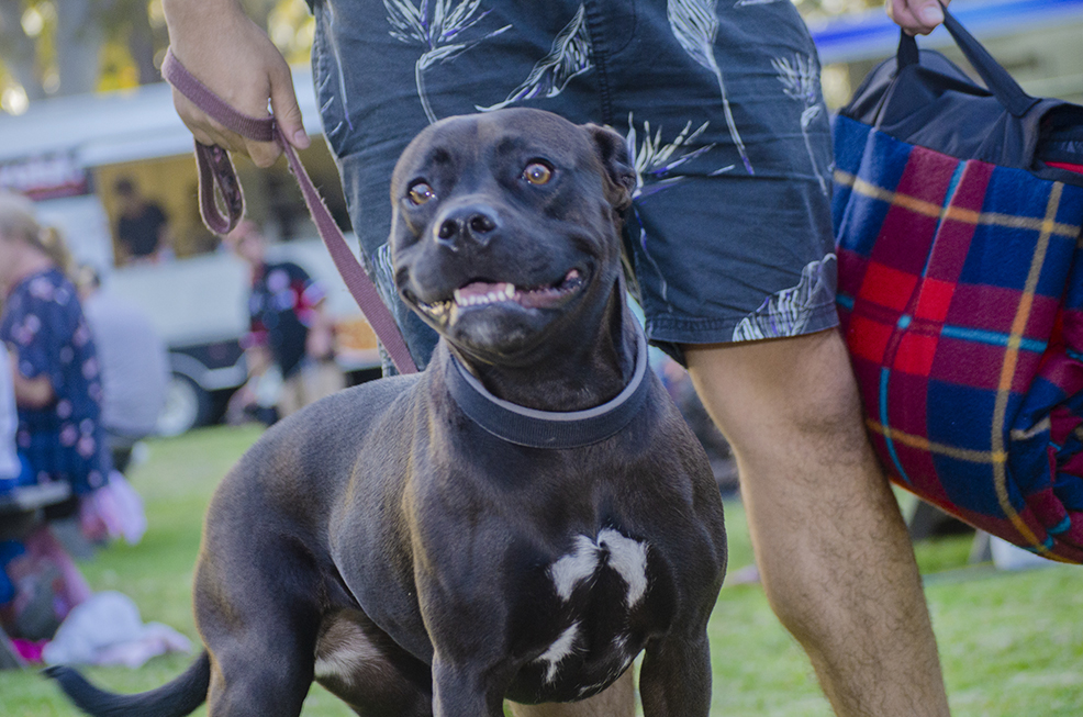 Moonee Beach Doggy Date Night a Barking Success! Australian Dog Lover