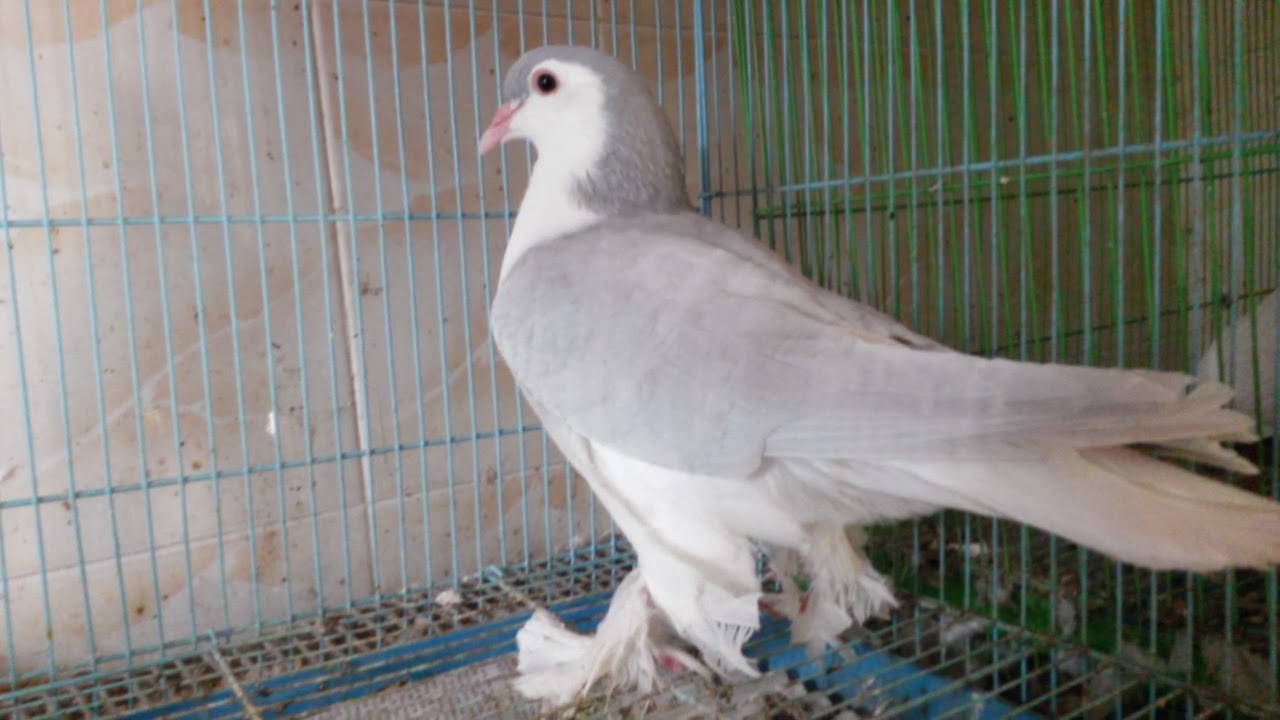 Lahore/Lavender Lahore/ Silver Sherazi Pigeon with Origin Description