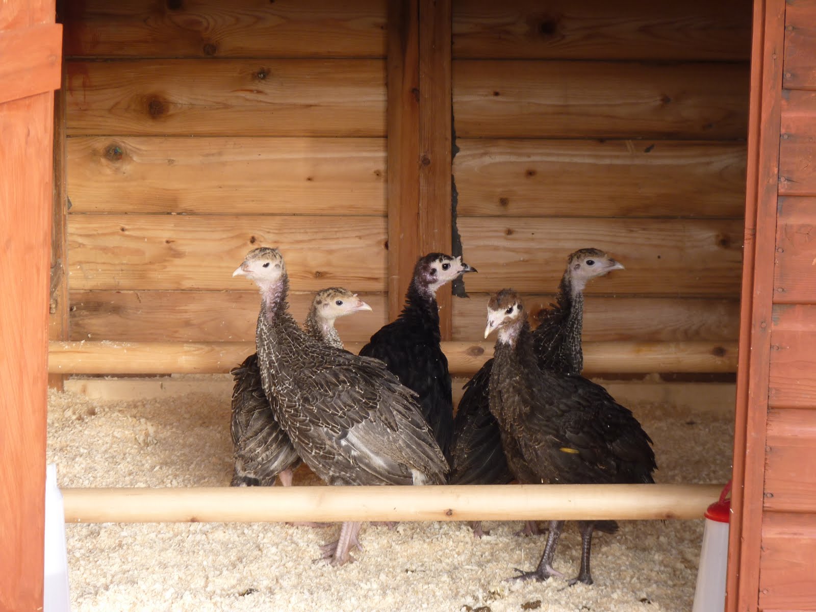 Chapwood Chooks - Adventures in Smallholding: January 2012