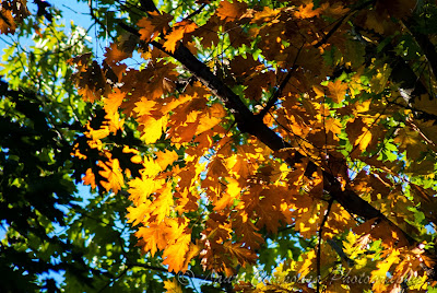 Toamna-Autumn-Herbst-Otoño-Toamna-Φθινόπωρο-Ősz