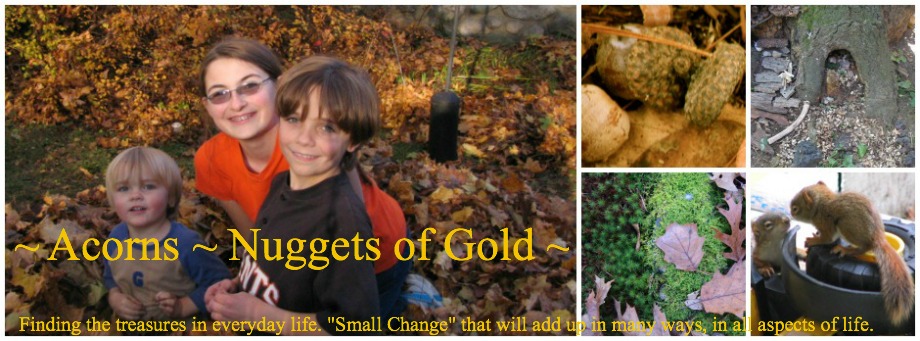~ Acorns ~ Nuggets of Gold ~