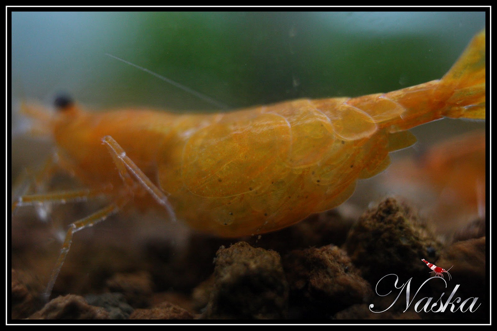 Shrimps of Naska La reproduction des crevettes