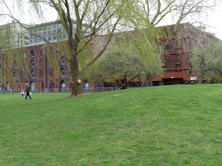 Brooklyn Bridge Park, willow tree