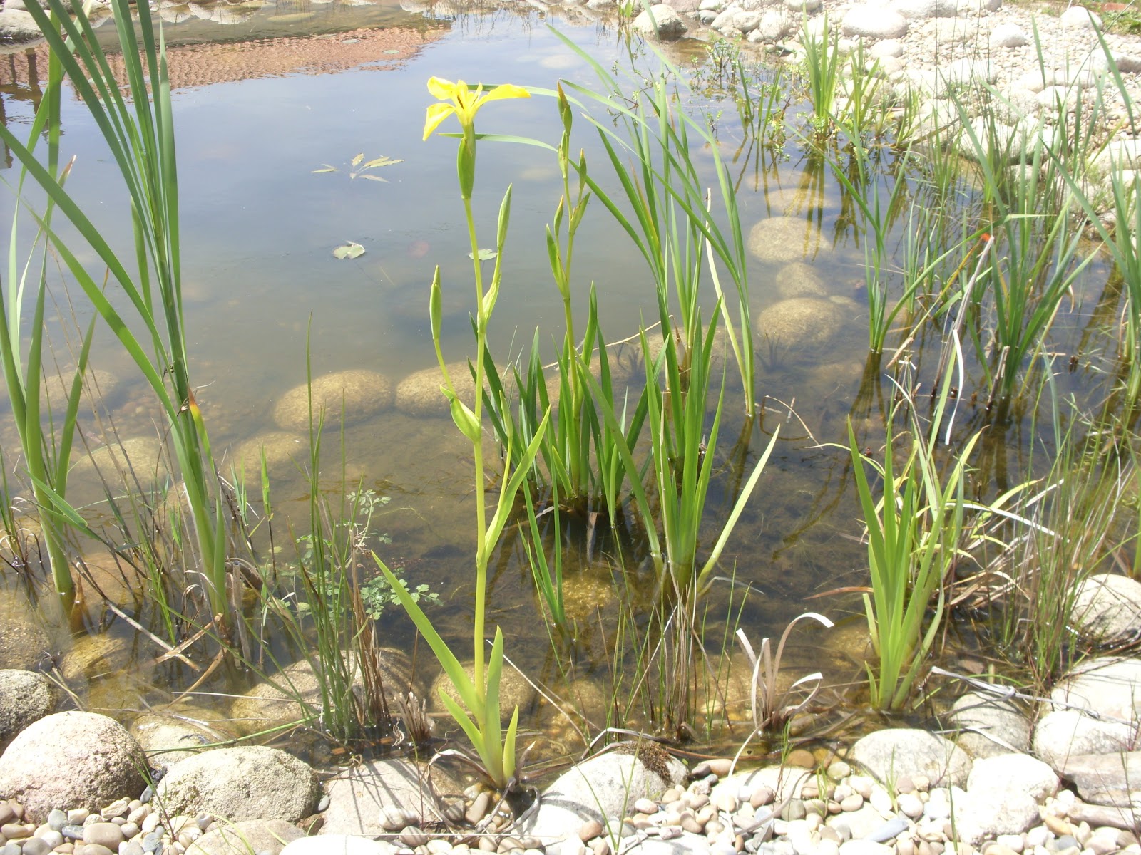 Jardim Autóctone: Lírio-amarelo-dos-pântanos (Iris pseudacorus)