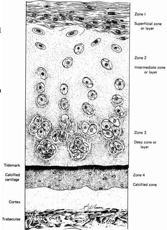 Articular Cartilage Anatomy