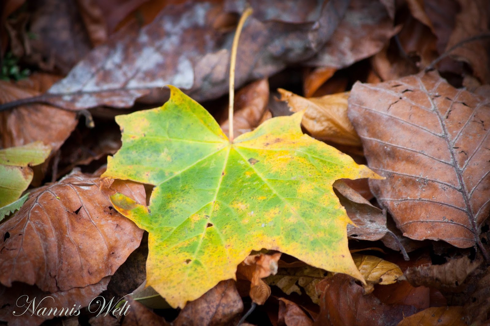 Nannis Welt Herbstimpressionen Und Wilhem Busch