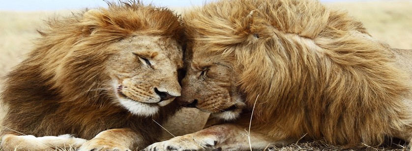 Paire Lions Photo de couverture facebook Paire Lions Photo de couverture facebook