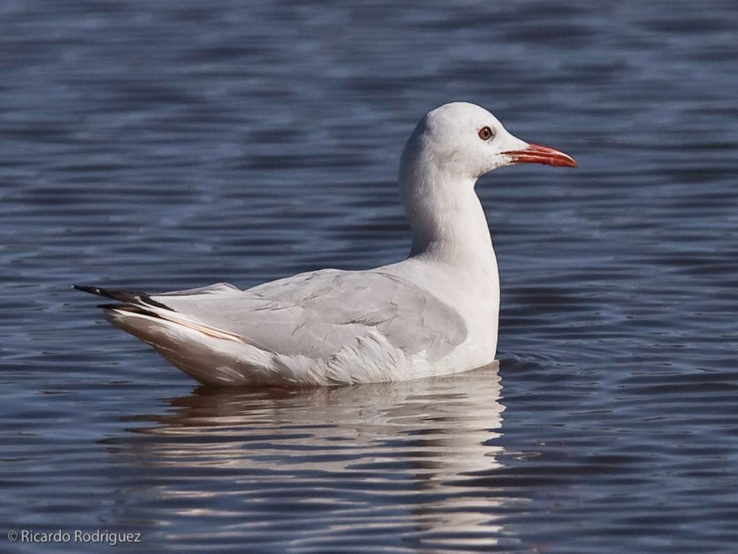 (Chroicocephalus genei) Slender-billed gull /Gaviota picofina / Kaio mokozorrotza