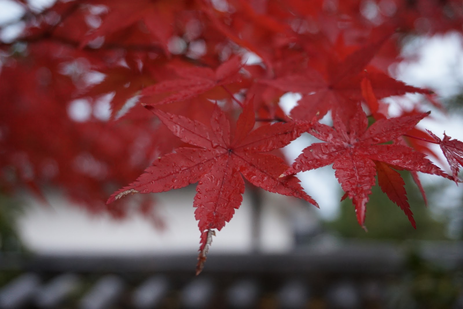 Shunkoin Temple Today Schedule of Zen Mindfulness Classes in English