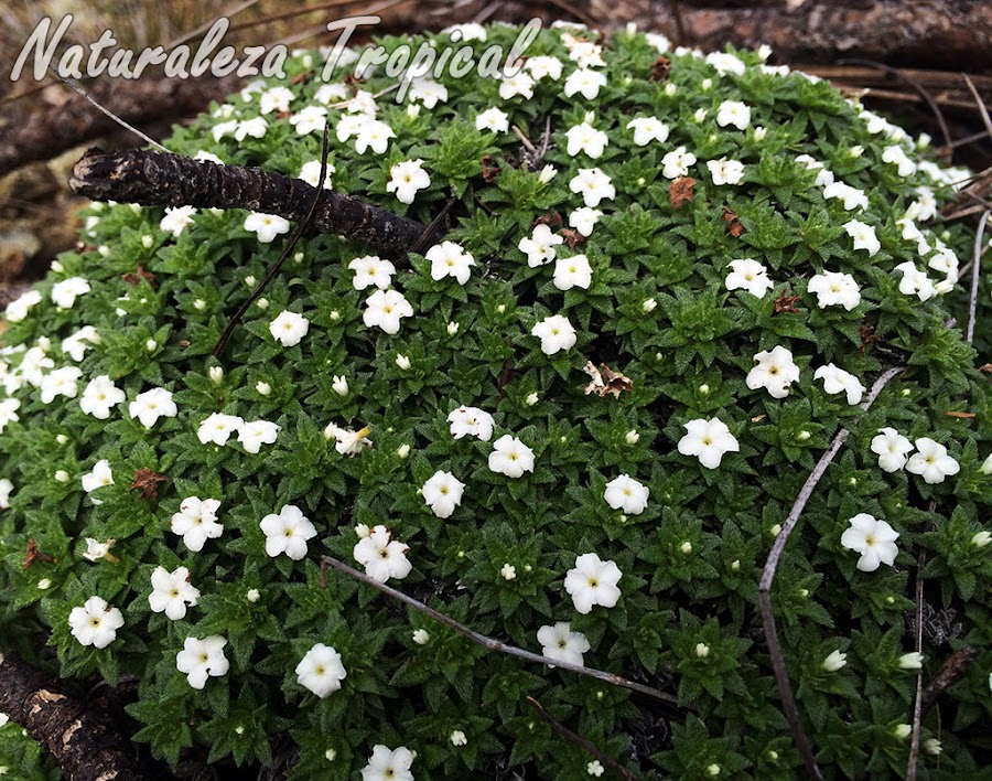 Vista de la planta silvestre en plena floración llamada Euploca humifusa o Heliotropium humifusum