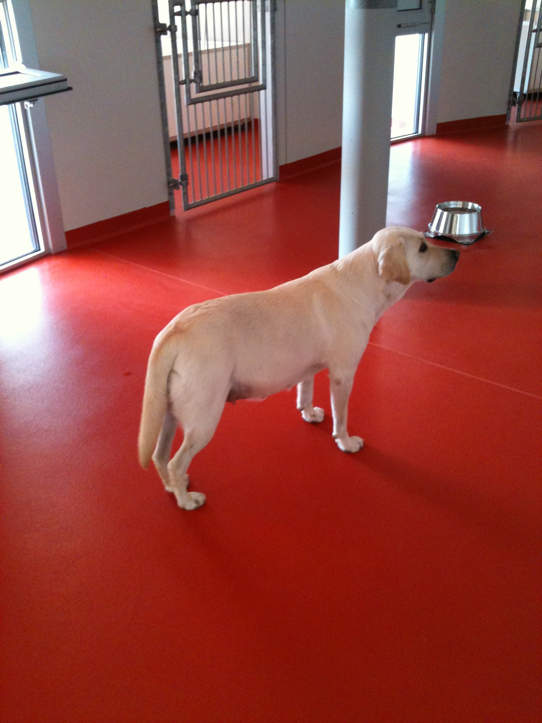 Labra'cadabra : Yuka & Kira, chiennes-guides: La genèse d'un futur ...