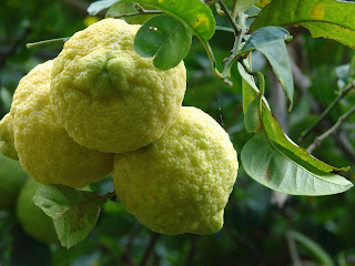 lemon kasar, Citrus jambhiri Lush