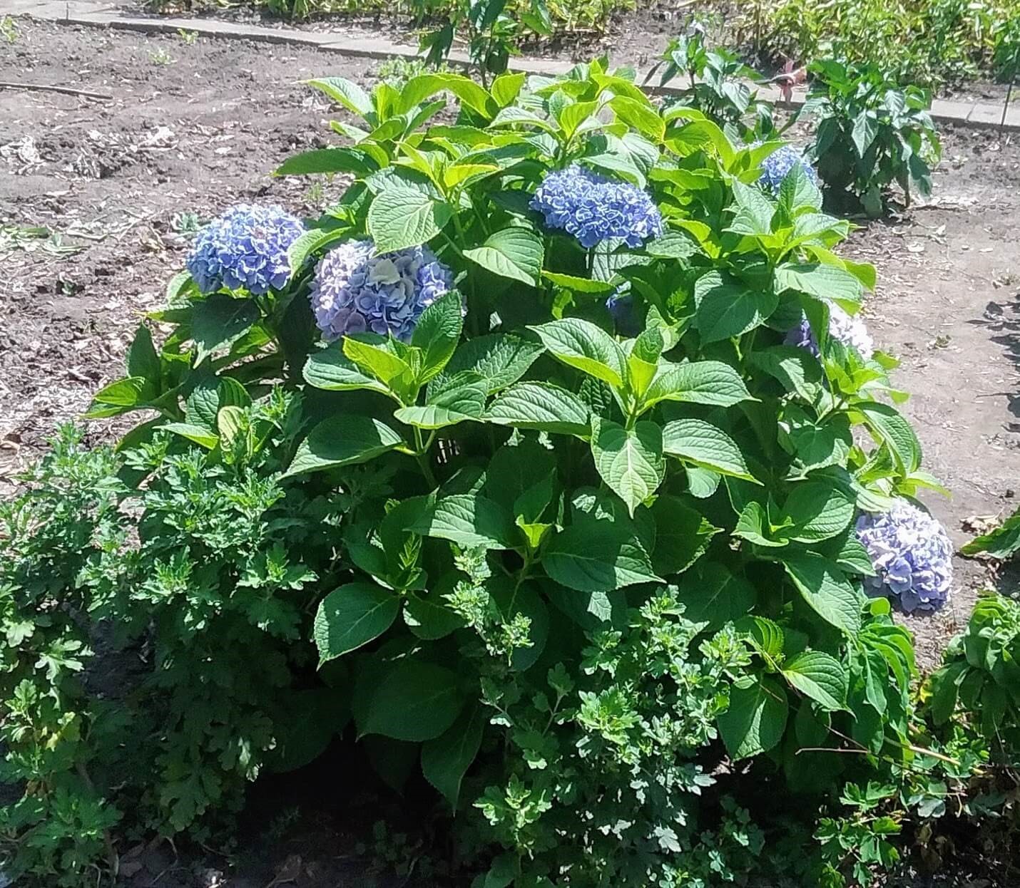 At Rivercrest Cottage Grow A Beautiful Hydrangea Plant Of Your Own